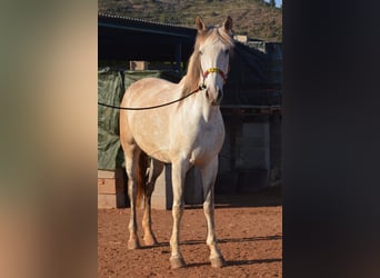 Cruzado Mix, Mare, 10 years, Dun