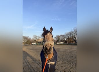 Cruzado, Mare, 11 years, 13.3 hh, Buckskin