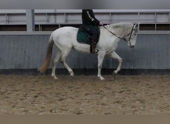 Cruzado, Mare, 11 years, 15.3 hh, Grey