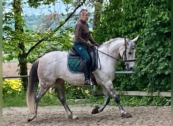 Cruzado, Mare, 11 years, 15,1 hh, Grey-Dapple