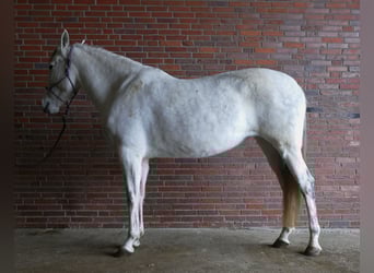 Cruzado, Mare, 11 years, 15,3 hh, Grey