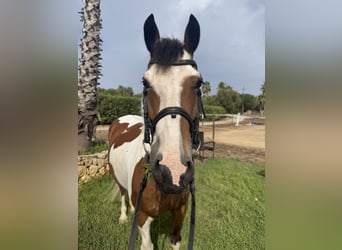 Cruzado, Mare, 13 years, 14.1 hh, Pinto