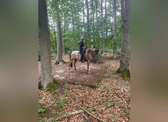 Cruzado, Mare, 13 years, 14.3 hh, Roan-Red Cruzado, Mare, 13 years, 14.3 hh, Roan-Red