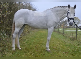 Cruzado, Mare, 13 years, 15,1 hh, Grey