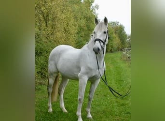 Cruzado, Mare, 14 years, 15,2 hh, Grey
