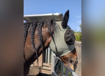 Cruzado, Mare, 15 years, 14.2 hh, Pinto