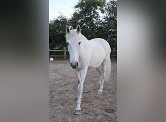 Cruzado, Mare, 15 years, 15.2 hh, Grey