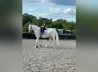 Cruzado, Mare, 15 years, 15.2 hh, Grey