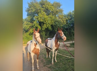 Cruzado, Mare, 15 years, 15.3 hh, Pinto