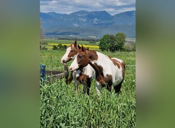 Cruzado, Mare, 15 years, 15.3 hh, Pinto