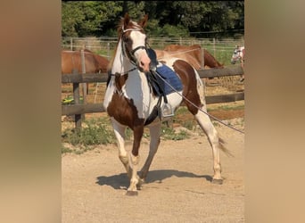 Cruzado, Mare, 15 years, 15,3 hh, Pinto