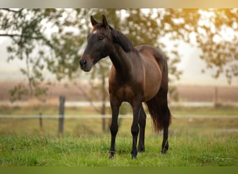 Cruzado Mix, Mare, 16 years, 14,3 hh, Brown
