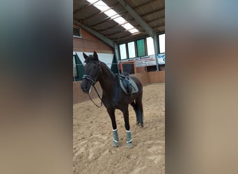 Cruzado, Mare, 19 years, 15 hh, Black