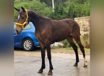 Cruzado, Mare, 1 year, 14,2 hh, Dun
