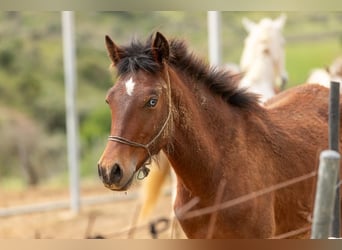 Cruzado Mix, Mare, 1 year, 15.1 hh, Brown