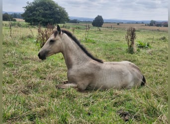 Cruzado Mix, Mare, 1 year, 15,1 hh, Buckskin