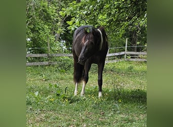 Cruzado, Mare, 2 years, 15 hh, Pinto