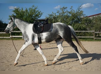 Cruzado Mix, Mare, 3 years, 13,3 hh, Pinto