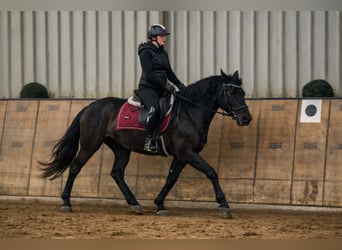 Cruzado, Mare, 3 years, 14.2 hh, Black