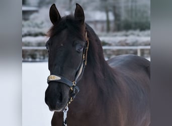 Cruzado, Mare, 3 years, 14.2 hh, Black