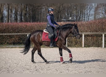 Cruzado, Mare, 3 years, 14.2 hh, Black
