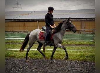 Cruzado, Mare, 3 years, 14.2 hh, Roan-Blue