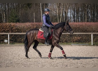 Cruzado, Mare, 3 years, 14,2 hh, Black