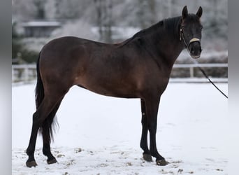 Cruzado, Mare, 3 years, 14,2 hh, Black