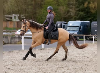 Cruzado, Mare, 3 years, 15.2 hh, Dun