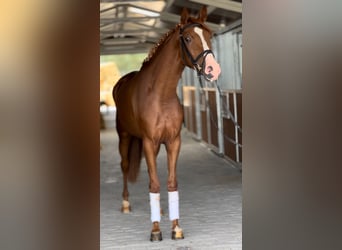 Cruzado, Mare, 3 years, 15.3 hh, Chestnut-Red
