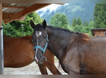 Cruzado Mix, Mare, 3 years, 15 hh, Bay-Dark