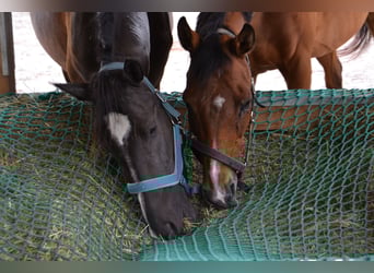 Cruzado Mix, Mare, 3 years, 15 hh, Bay-Dark