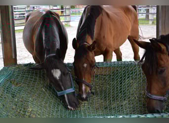Cruzado Mix, Mare, 3 years, 15 hh, Bay-Dark
