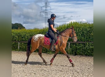 Cruzado, Mare, 3 years, 15 hh, Leopard-Piebald