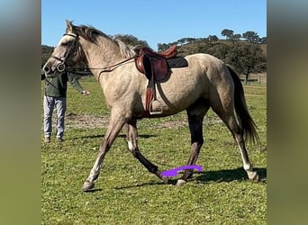 Cruzado, Mare, 3 years, 15,2 hh, Grey