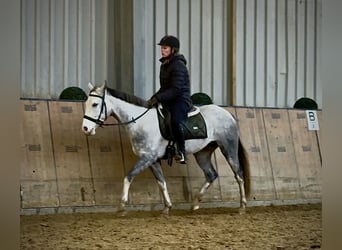 Cruzado, Mare, 4 years, 14,2 hh, Grey-Dapple