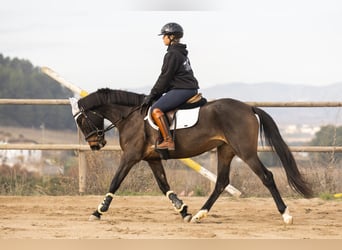 Cruzado, Mare, 4 years, 15.2 hh, Brown