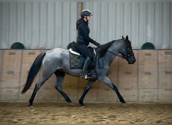 Cruzado, Mare, 4 years, 15 hh, Grey-Blue-Tan