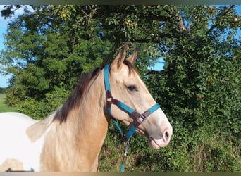 Cruzado, Mare, 4 years, 15 hh, Palomino