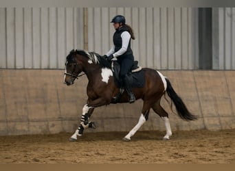 Cruzado, Mare, 4 years, 15 hh, Pinto