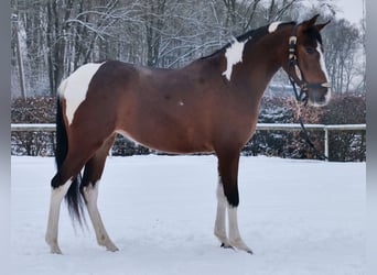 Cruzado, Mare, 4 years, 15 hh, Pinto