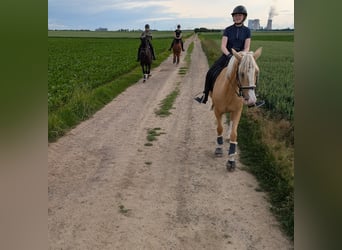 Cruzado, Mare, 4 years, 15,2 hh, Palomino