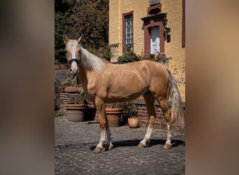 Cruzado, Mare, 4 years, 15,2 hh, Palomino