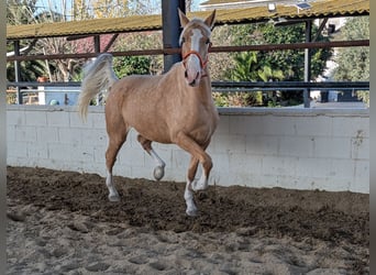 Cruzado, Mare, 4 years, 15,2 hh, Palomino