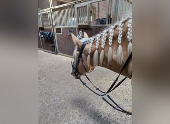 Cruzado, Mare, 4 years, 15,2 hh, Palomino