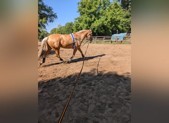Cruzado, Mare, 4 years, 15,2 hh, Palomino