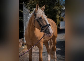 Cruzado, Mare, 4 years, 15,2 hh, Palomino
