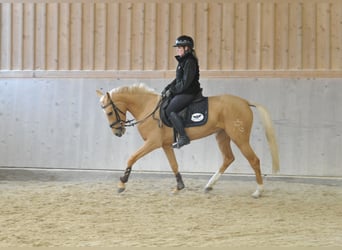 Cruzado, Mare, 4 years, 15,2 hh, Palomino