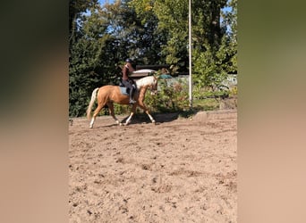 Cruzado, Mare, 4 years, 16 hh, Palomino