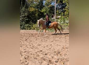Cruzado, Mare, 4 years, 16 hh, Palomino